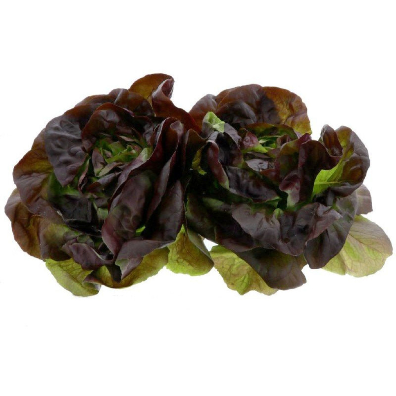 SALADE ROUGETTE/LAITUE ROUGE ALLGRO 12PCS